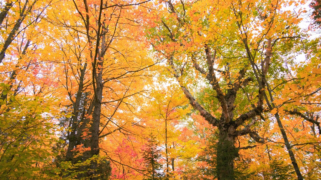 Summerlike weekend on tap in Twin Cities; fall returns early next week — WCCO / CBS Minnesota, Hopkins Community news