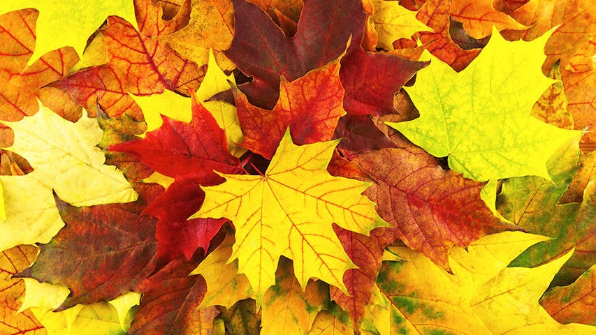 Cooler, quieter fall weather returns Tuesday in the Twin Cities — WCCO / CBS Minnesota, Hopkins Community news