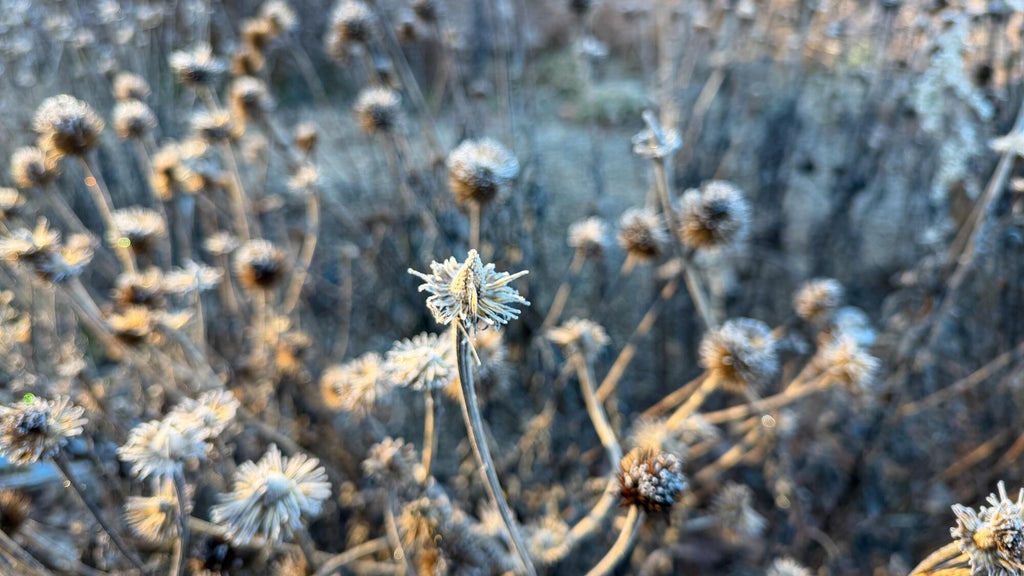 Breezy winds bring cool air to Minnesota, with first frost possible in the metro Friday night — WCCO / CBS Minnesota, Hopkins Sports news