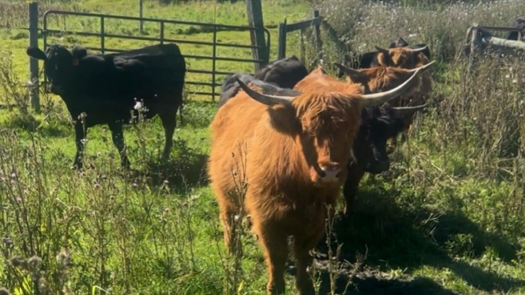 Minnesota farmer calls for thief to return nearly a dozen cows: "You're going to go to jail" — WCCO / CBS Minnesota, Hopkins Community news