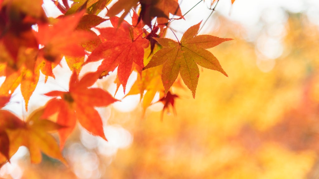 More sunny, mild late October weather in Minnesota Tuesday — WCCO / CBS Minnesota, Hopkins Business news