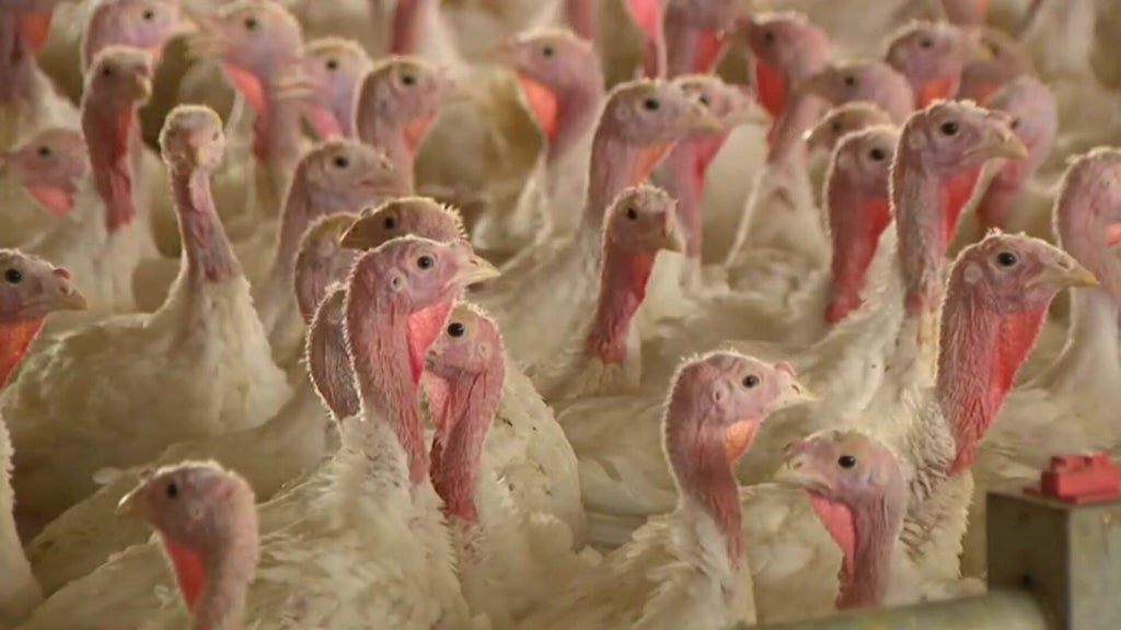 Bird flu confirmed in Barron County, Wisconsin, commercial poultry flock — WCCO / CBS Minnesota, Hopkins Real Estate news