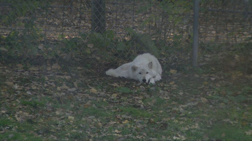 Bay Beach Wildlife Sanctuary plans 564-acre habitat restoration, construction eyed in 2028 — Fox 11 Green Bay Local, Hopkins Community news
