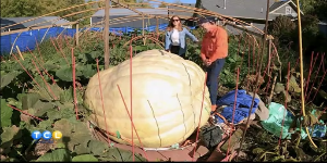 Meet Minnesota’s Pumpkin King — KSTP 5, Hopkins Community news