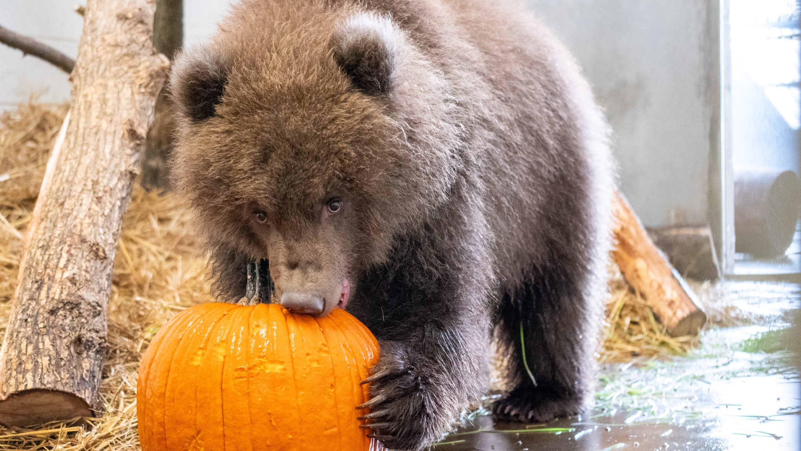 Minnesota Zoo welcomes 3 orphaned brown bear cubs rescued from Alaska — Hopkins Health news