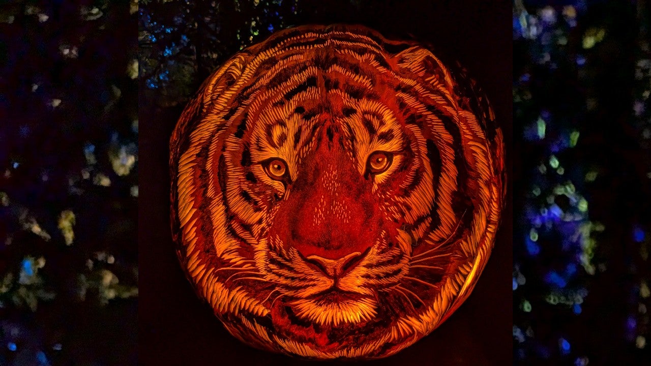 Behind the scenes of pumpkin carving at the Minnesota Zoo — KSTP 5, Hopkins Arts news