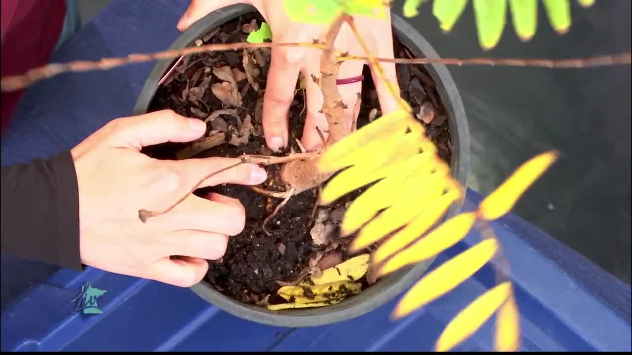 Tips for Planting Trees — KSTP 5, Hopkins Community news