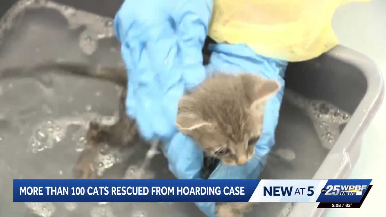 More than 100 cats rescued from hoarding situation in Port St. Lucie — WPBF West Palm Beach, Hopkins Health news