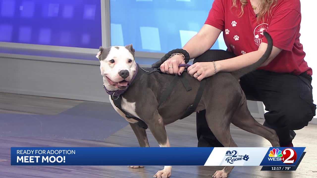 Moo at Southeast Volusia Humane Society is looking for a home — WESH 2 Orlando, Hopkins Community news