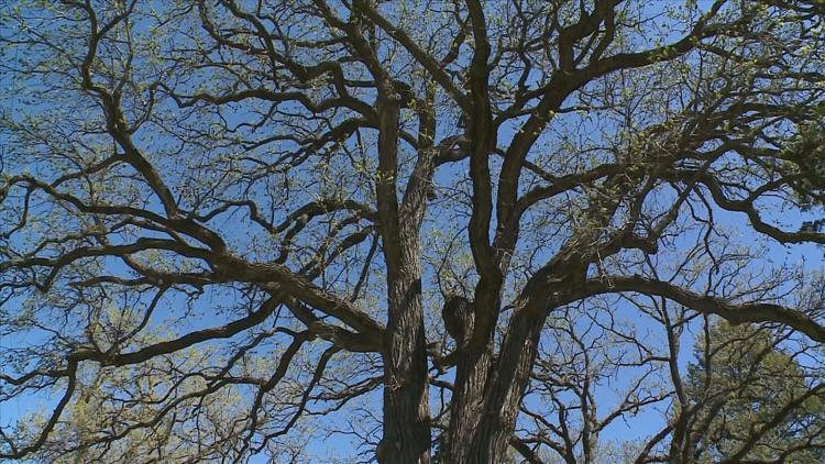 How to keep your oak trees healthy — KARE 11 Local, Hopkins Health news
