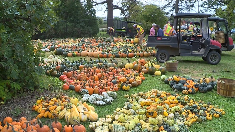 Pumpkin 101: Best to cook, carve & display — KARE 11 Local, Hopkins Community news