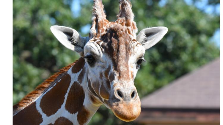 Como Zoo mourns loss of beloved giraffe, 'Skeeter' — Hopkins Community news