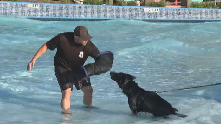 Tampa police K-9s train at theme park to prepare for emergencies — WTSP 10 Tampa Bay, Hopkins Community news