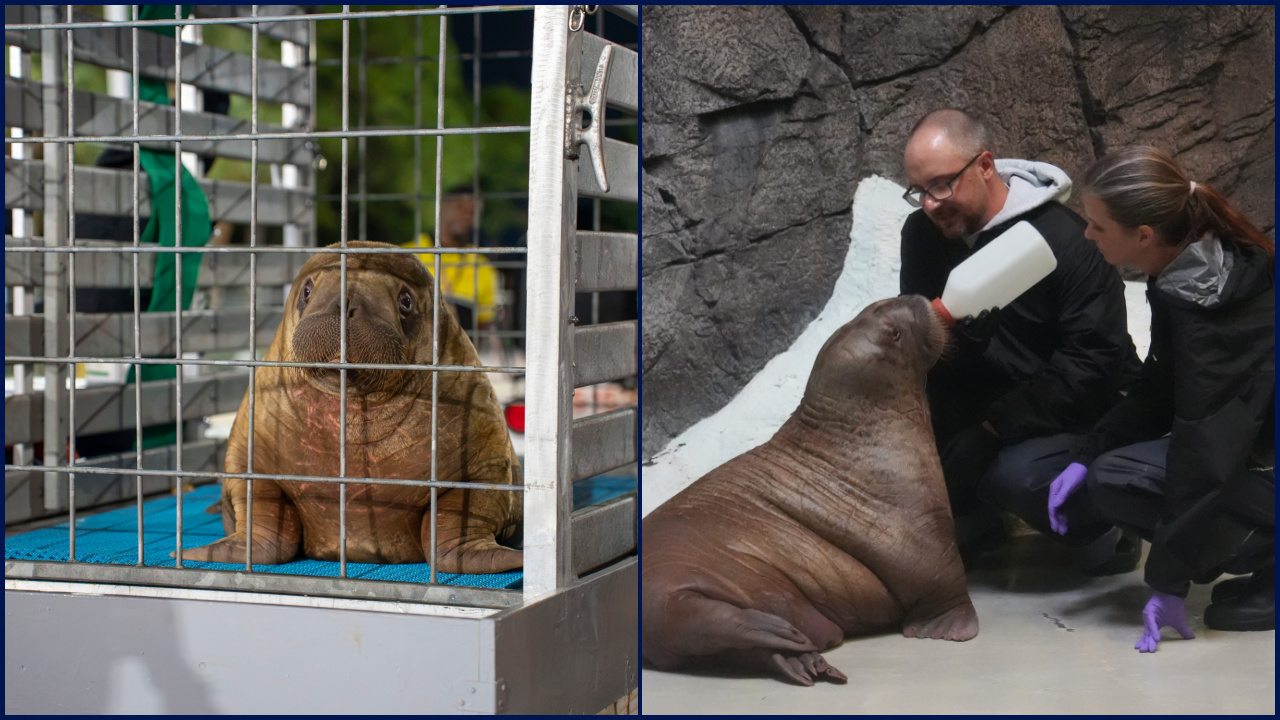 Orphaned baby walrus in Alaska flown 4,800 miles to new home in Florida — FOX 9, Hopkins Community news