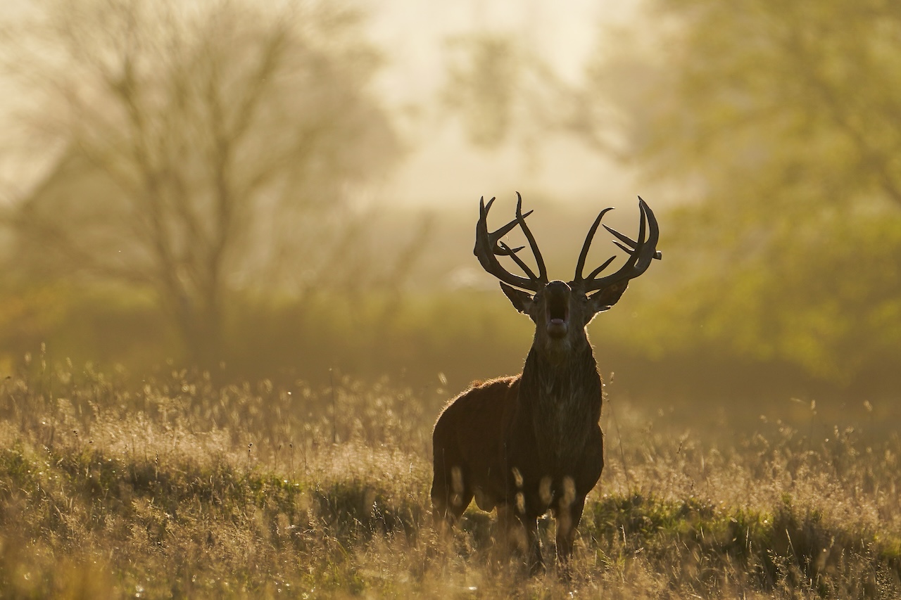 Deer-related crashes spike in the fall. Here's why. — FOX 9, Hopkins Sports news