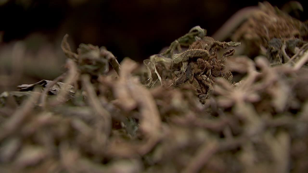 Hemp THC deadline hits $200 million industry, leads to layoffs, but liquor stores may maintain — FOX 9, Hopkins Business news