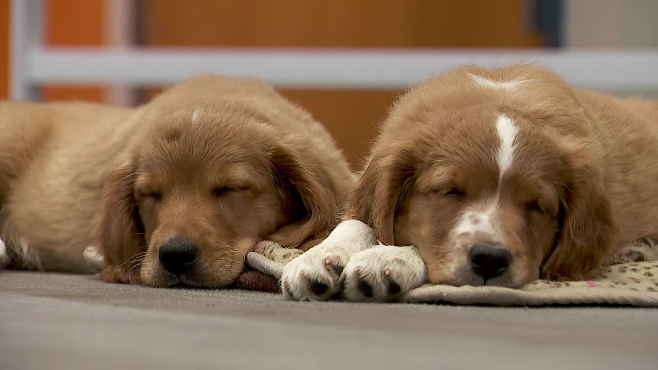 36 dogs rescued from unlicensed breeder in Cass County — Hopkins Community news