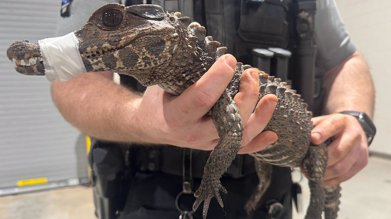 Watch: Deputies in Oklahoma capture escaped caiman after months on the loose — FOX 9, Hopkins Community news
